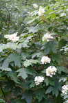 Oakleaf hydrangea